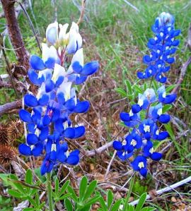 Up close and personal with Texas' state flower. 