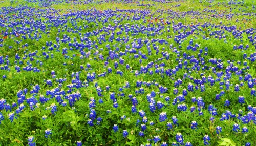 The drive between Dallas and Austin is filled with roadside bluebonnets right now. Get out and go see them. -- Photo by Pat Bean 