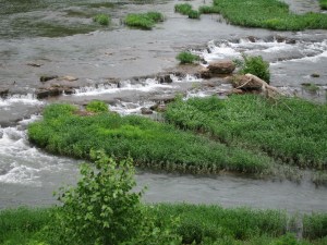 I would much rather be birding here than proofreading. Wouldn't you?
