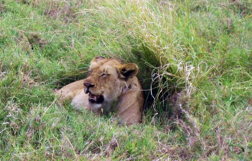 Seeing lions in Africa might have been the very first thing I put on my bucket list, thanks to reading Osa Johnson's lion watching stories. And in 2007, I crossed it off what over the years grew to hundreds of things I wanted to do. -- Photo by Pat Bean 