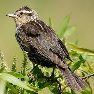 Female red-winged blackbird. -- Wikimedia photo