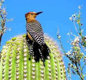 I photographed this gila woodpecter on a nearby saguaro. -- Photo by Pat Bean 