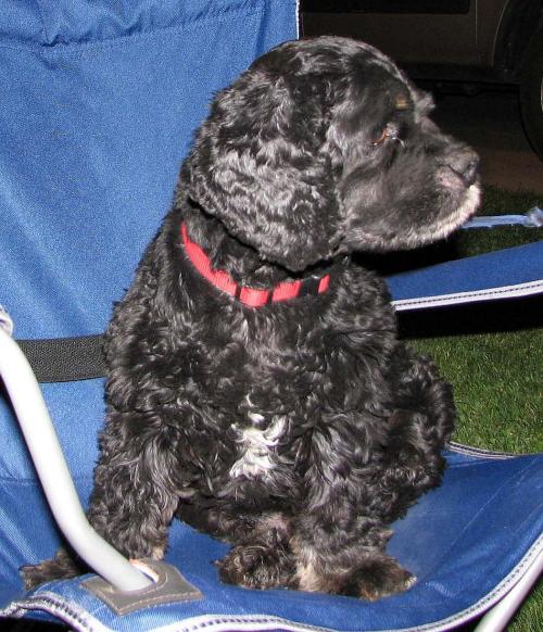 Maggie, sadly, has left this world. I couldn't, however, have had a better companion to explore this country with than this spoiled brat -- and I say that lovingly, and all who knew her would agree with the description. -- Photo by Pat Bean 