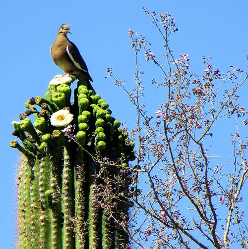 This saguaro, which sits in the front yard of my daughter's home, is only about 20 feet tall. That was tall enough, however, for this white-winged dove to feel safe while I took its photo. -- Photo by Pat Bean 