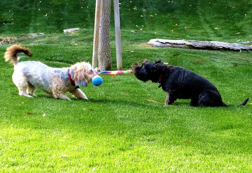 A friendly game of tug of war between Dusty, left, and Pepper. -- Photo by Pat Bean 
