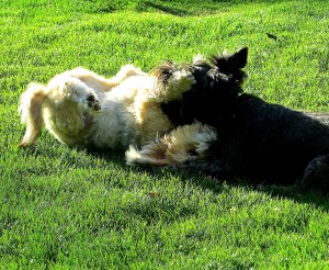 They like to wrestle, too.-- photo by Pat Bean 