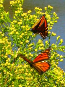Thankfully, these days I can get just as much of an adrenalin high from simply watching birds and butterflies.  -- Photo by Pat Bean 