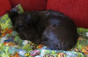 Pepper curls up into a ball, eyes drooping, giving every indication that she feels sorry for herself when she knows she's being left behind. -- Photo by Pat Bean 