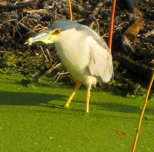 What bird is this. Thankfully, a question I can answer. It's a black-crowned night heron. -- Photo by Pat Bean