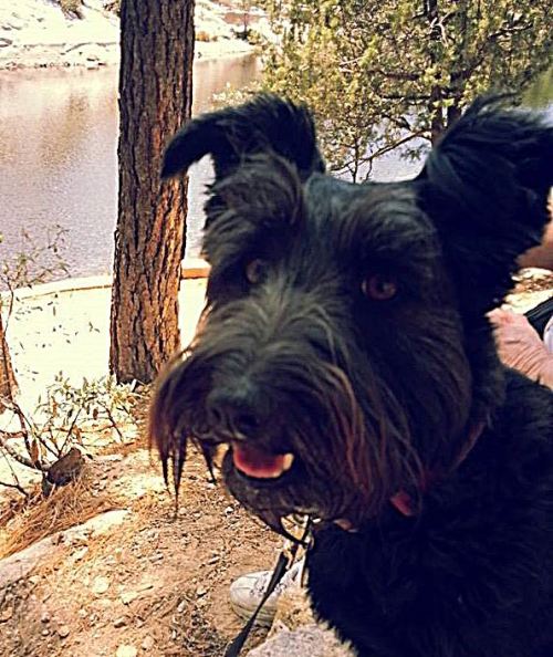 I just realized this morning that Pepper sort of looks like the dog token in Monopoly, which was always my favorite game piece. 