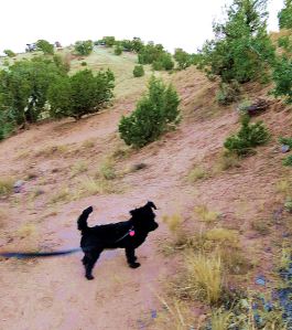 And when I take that walk with Pepper, I'm a lucky old broad indeed. -- Photo by Pat Bean 