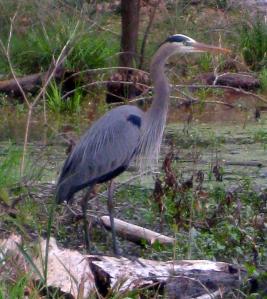 If I had to name one bird that I saw everywhere there was a wetlands area during my own journeys around North America, it would be the great blue heron. While I never saw more than one or two at a time, they did seem to be everywhere there was water. -- Photo by Pat Bean