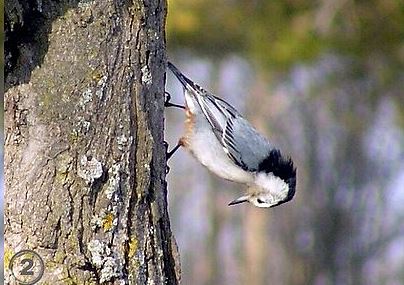 A white=breasted nuthatch defying gravity. -- Wikimedia photo