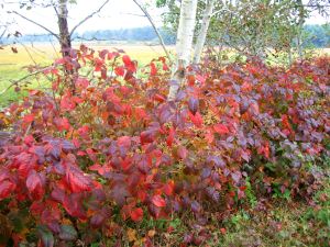 Mother Nature's wonders, I believe, are meant to be shared with the world. So I guess that means they belong in a blog and not a private journal. -- Photo by Pat Bean 