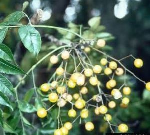These berries from a chinaberry tree were often the ammunition for neighborhood kid skirmishes when the fireflies came out at night. I would hide behind something and throw out a handful when an unsuspecting victim passed by, usually the pesky boy next door, .