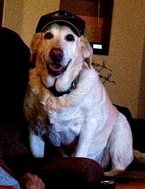 This is Bobo. He misses his family most of all the animals. He usually finds a place near me and just mopes. He's old, too. Zip is my daughter's youngest dog, and he keeps Pepper exercised. He and she usually run around the horse arena while I'm feeding and watering the horses. My daughter's husband is his favorite pet. 