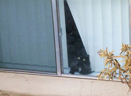 Some days I look out from my bedroom window and see a Cooper's hawk or a great horned owl sitting on a branch in a nearby tree. Or I look down and see a black cat peering up at me from an apartment across the way. Each viewing in a first for the moment. 