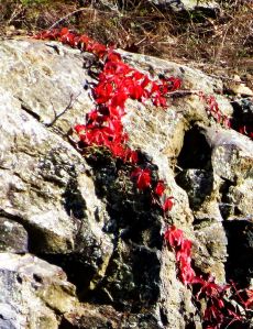 Virginia creeper alongside the parkway. I do so love the color red -- Photo by Pat Bean 