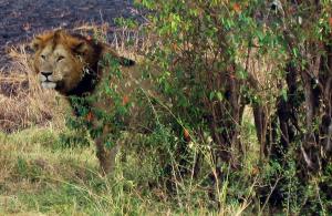 If a lion focused on you, such a mistake could e deadly. Thankfully, typos are only embarrassing. -- Photo by Pat Bean