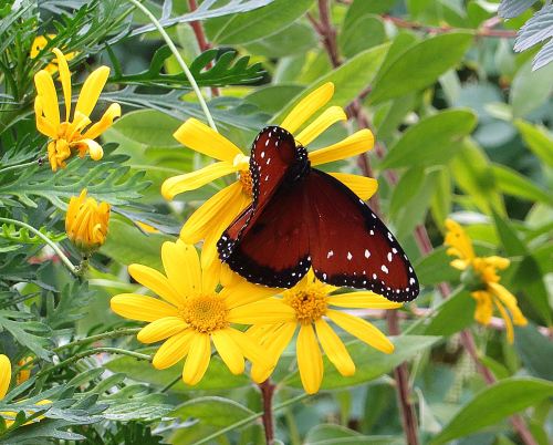 I'm addicted to books like butterflies are addicted to flowers ... -- Photo by Pat Bean 