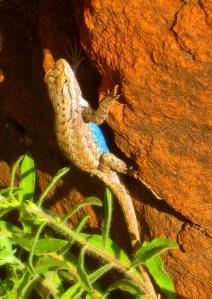 ... and lizards are addicted to rocks. -- Photo by Pat Bean