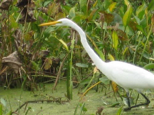 One of the highlights of my trip to Brazoria County on the Texas Gulf Coast,  where I lived for 15 years, is an opportunity to go birding with my son, Lewis. He is as avid a birder as I am. We always see great egrets on our outings. -- Photo by Pat Bean 