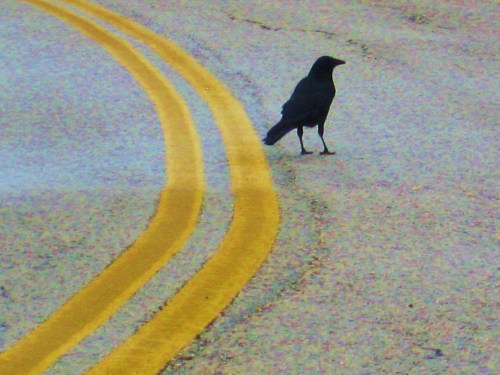 It's a road day for me. Pepper and I will be leaving Dallas soon for Lubbock, and a visit with my granddaughter and great-grandson.  Y'all have a good day. -- Photo by Pat Bean 