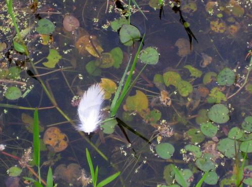             “Hope is the thing with white feathers that perches in the soul.” -- Emily Dickinson -- Photo by Pat Bean 