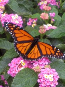 Of course you don't always have to look hard to find beauty. This butterfly shouts its magnificence. -- Photo by Pat Bean 