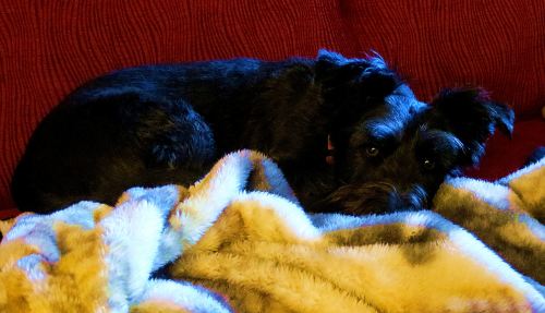 Pepper, waiting for me to take her for a walk. Did she start or end my dream, I wonder? -- Photo by Pat Bean 