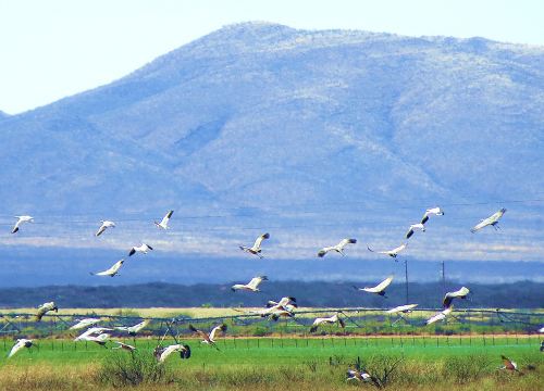 This is just a fraction of the sandhills that were whirring through the air before landing, and joining hundreds that were already on the shore. -- Photo by Pat Bean 