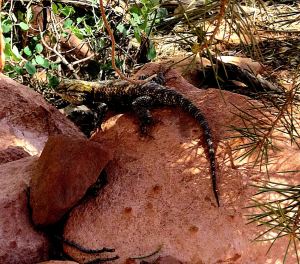 A good-sized lizard near the start of he hike. I barely captured him with my camera before he slithered away. 