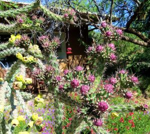 Peeking through the cactus at one of the many hummingbird feeders on Chris and Maryellen's property. -- Photo by Pat Bean