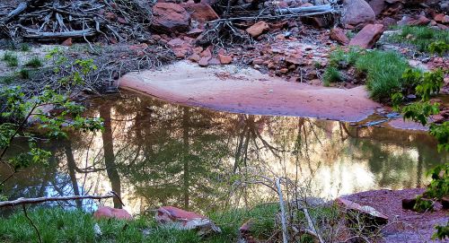 Runoff from the Emerald Pools' waterfalls created this small puddle of water, which reflected the nearby landscape. -- Photo by Pat Bean 