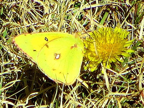 The name of this butterfly is orange sulfur alfalfa, and while I know that the flower (I don't like to think of them as weeds), I have no idea which of the 150 varieties of dandelions this is. Do you? -- Photo by Pat Bean