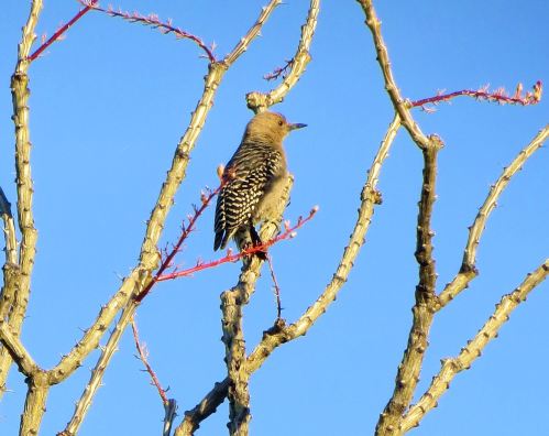 It's hot in Tucson right now, so I have been doing more inside reading than outside birdwatching, which I love to do as much as I love writing. But I saw this gila woodpecker on a recent early morning walk with Pepper. -- photo by Pat Bean 