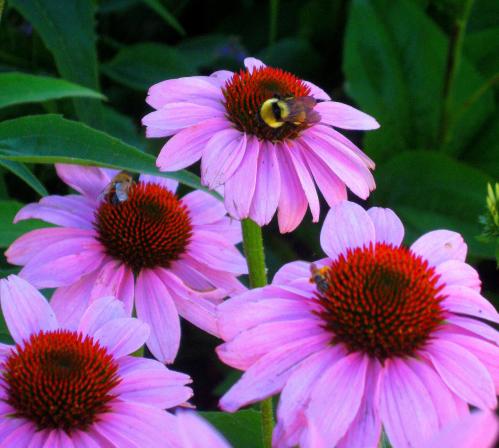 Taking time to smell the flowers, without getting stung by the bee of course, always makes me happy. 