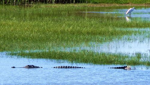 I think the alligators got me when I tried doing too many things. --Photo by Pat Bean 