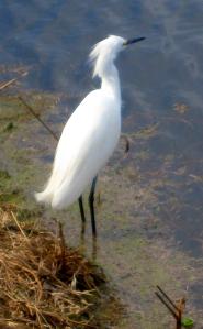 Anne Lamott advises writers to take things Bird by Bird in her excellent book. I think I'm going to try and follow that advise from now on. -- Photo by Pat Bean 