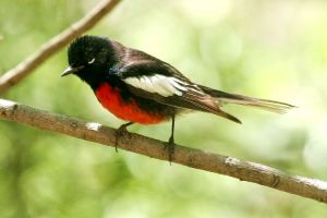 Painted Redstart -- Wikimedia Photo 