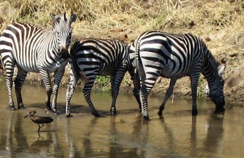 No. That bird at the feet of the zebra isn't a Hoopoe. It's a Hammerkop, and one of the 182 life birds I saw on my African safari. -- Photo by Pat Bean 