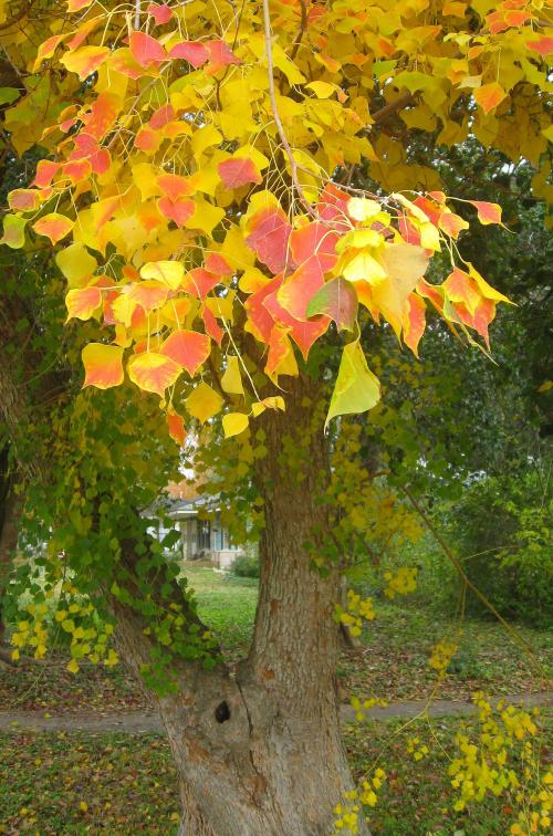 Autumn color in my son Lewis' Texas Gulf Coast front yard. -- Photo by Pat Bean 