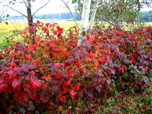 And the color of October in Maine's Scarborough Marsh.  -- Photo by Pat Bean 