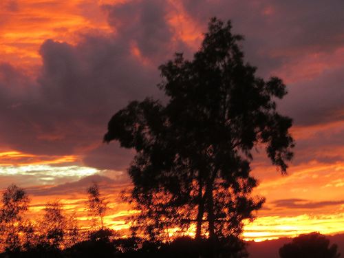 It was way past coffee time when I gave Pepper her last walk yesterday evening, but the jolt I got from this sight was as good as any caffeine. -- Photo by Pat Bean 