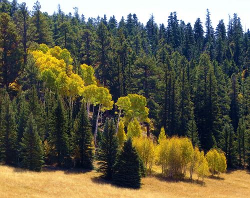 The first aspens I saw were off in the distance, where their golden deliciousness stood out in contrast to the dark evergreens -- Photo by Pat Bean 