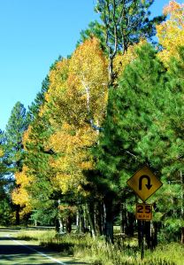 Near the top of the North Rim of the Grand Canyon. -- Photo by Pat Bean