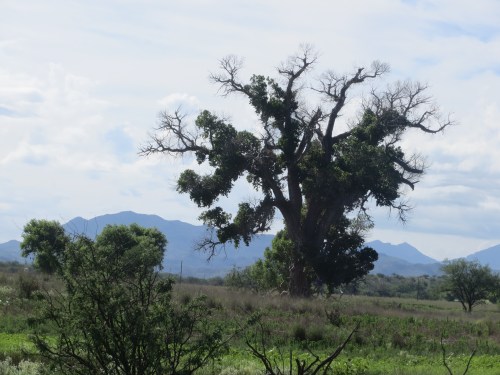 I didn't realize until I got home and compared my photos with ones I had taken earlier at Arivaca Cienega that the same tree had spoken to me when it was decked out in spring finery. -- Photo by Pat Bean 