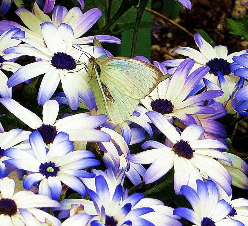 The color purple makes my world better, especially when it trims up some white flowers and helps attract a butterfly.  Photo by Pat Bean 