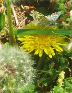 A dandelion in two stages with a butterfly to boot.  -- Photo taken at Rowlett Park near Dallas by Pat Bean  