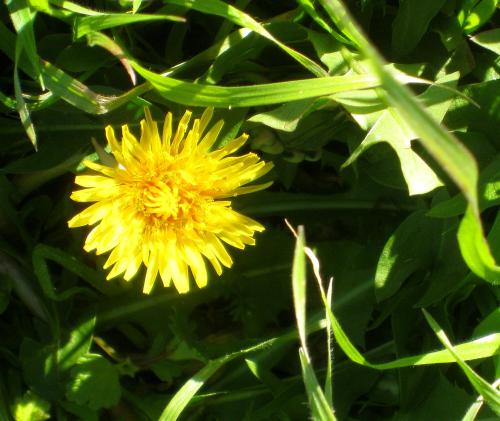The lowly dandelion: Perhaps to some but not to me.  -- Photo by Pat Bean